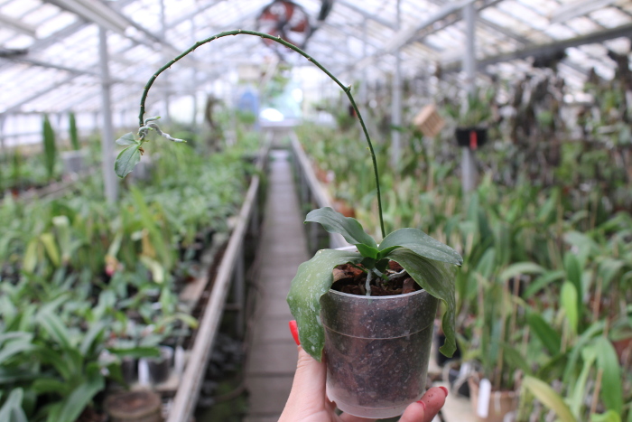 Kingidium deliciosum.JPG