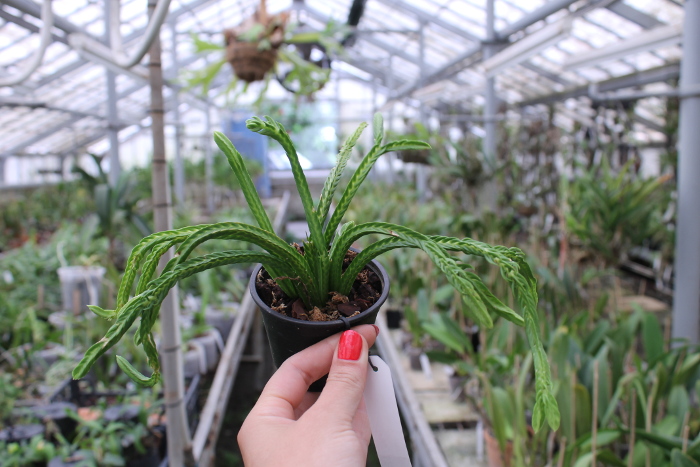 Lycopodium tetrasticha.JPG
