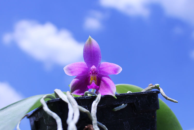 Phalaenopsis violacea 'Red'.jpg