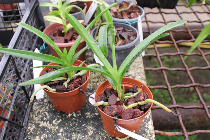 Vanda denisoniana orange x Ascocenda Rasri Gold.jpg