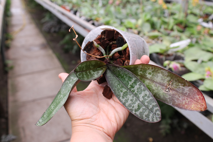 Phalaenopsis stuartiana yellow x sib.jpg