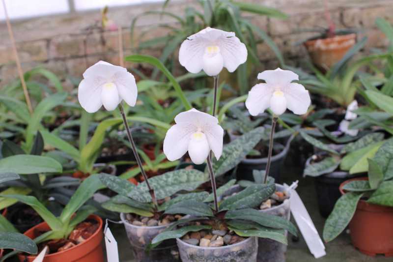 Paphiopedilum niveum.jpg