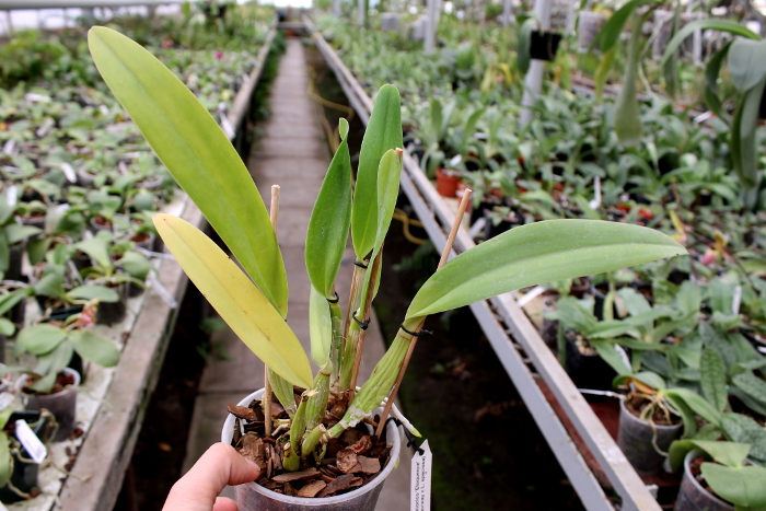 Laeliocattleya Ballet Folklorico 'Eloquence' (Cattleya Song of Norway x Laelia speciosa).JPG