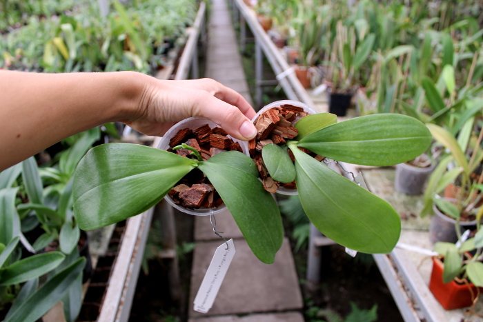 Phalaenopsis Hannover Passion 'Ching Ruey' x Phal.Jong's Red Cherry '#2'.JPG