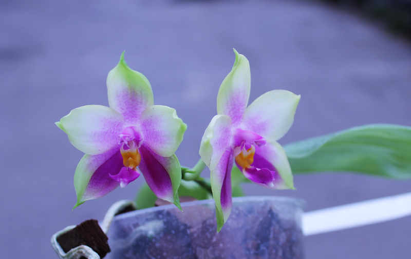 Phalaenopsis Ld's Bear Queen x Chang Mow Evergreen.jpg