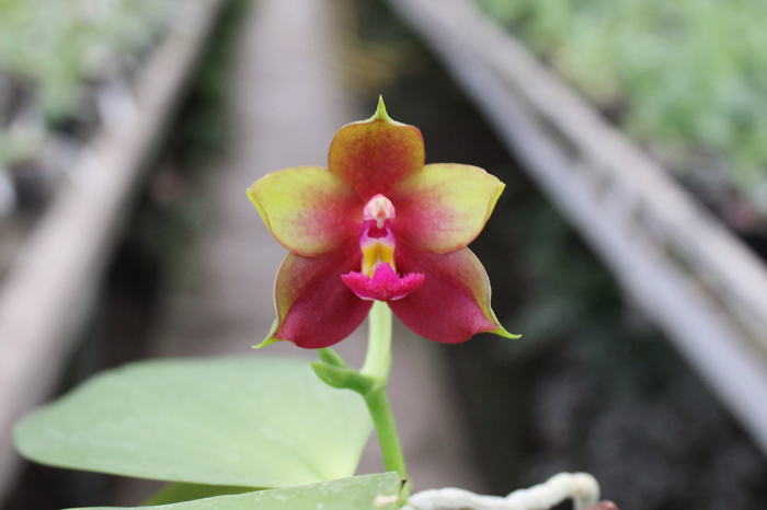 Phalaenopsis KS Evergreen x KS Happy Eagle.jpg