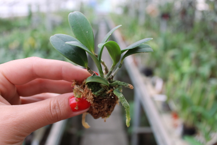 Cattleya aclandiae.JPG