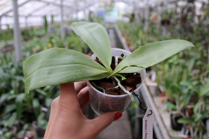 Phalaenopsis Ld's Bear King x violacea indigo.JPG