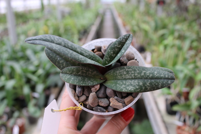 Paphiopedilum godefroyae.JPG