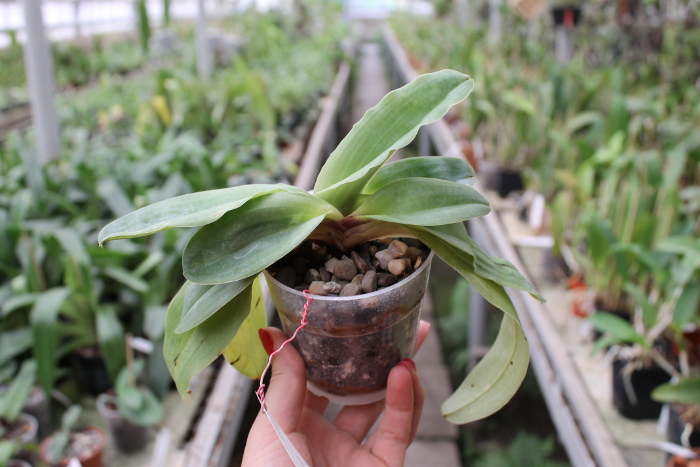 Paphiopedilum moquetteanum.JPG