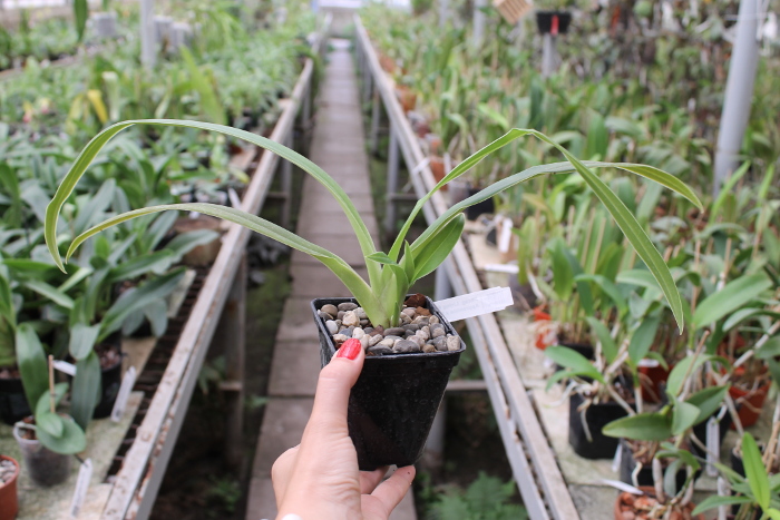 Phragmipedium Living Fire (Sorcerer's Apprentice x besseae).JPG