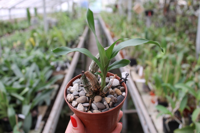 Clowesia Jumbo Grace 'Jumbo Orchids'.JPG