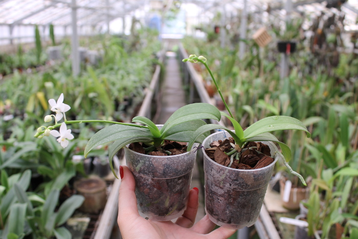 Phalaenopsis equestris alba.JPG