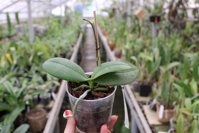Phalaenopsis equestris alba x Phalaenopsis lindenii.JPG