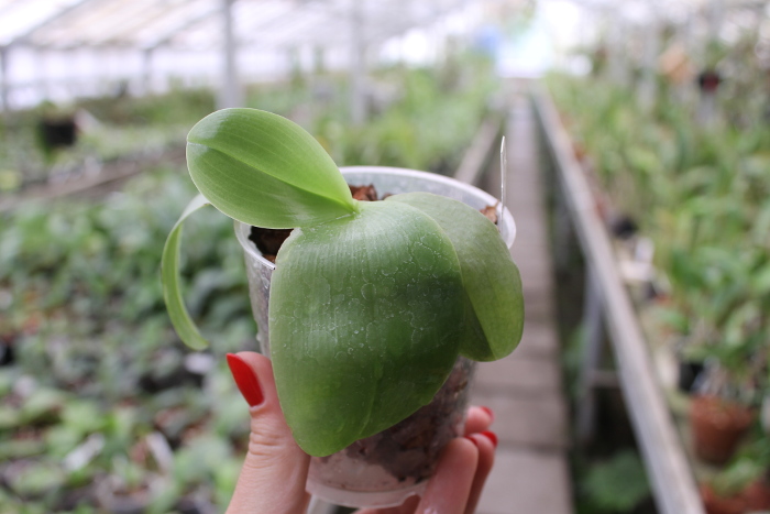 Phalaenopsis Yaphon Red Jewel x Ld's Bear Queen.JPG