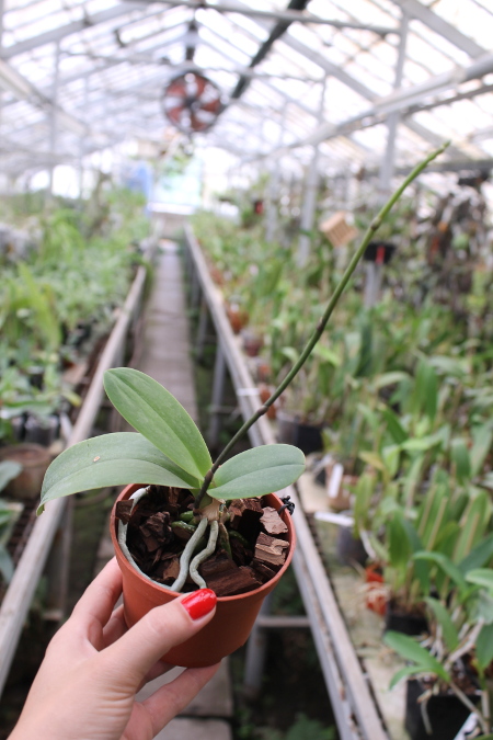 Doritaenopsis Taisuco Micky.JPG