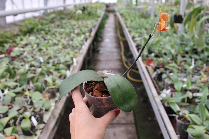 Phalaenopsis KS Golden Buddha.JPG