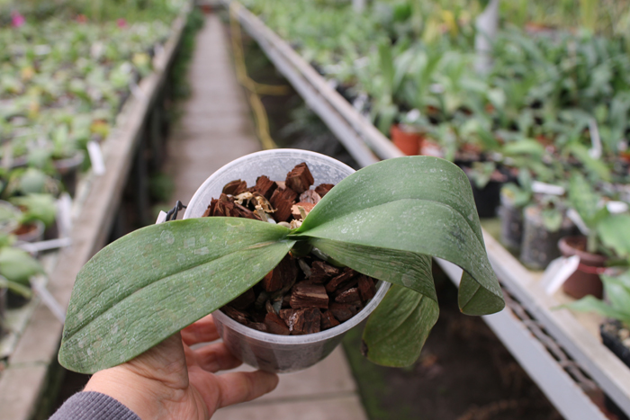 Cornustris x Chiada Ziv.jpg