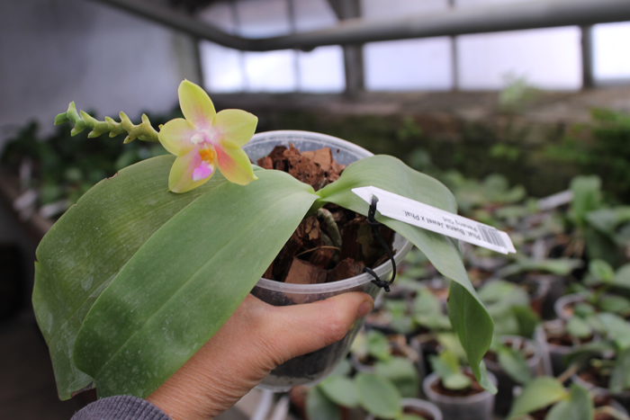 Buena Jewel x PenangGirl.jpg