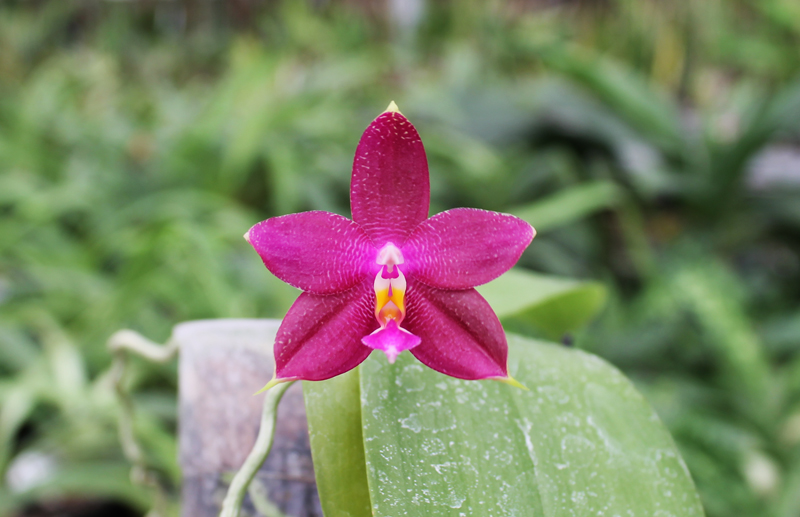 Phalaenopsis Ld's Bear King x violacea indigo.jpg