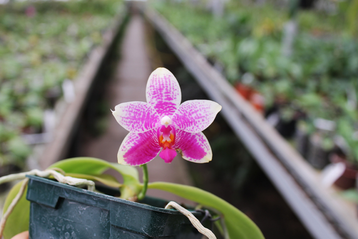 Phalaenopsis Grosbeak.jpg