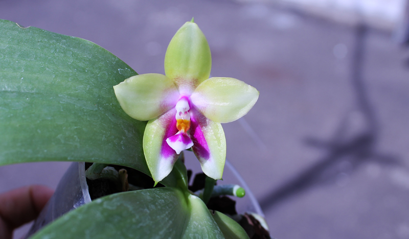 Phalaenopsis Ld's Bear Queen x Chang Mow Evergreen.jpg