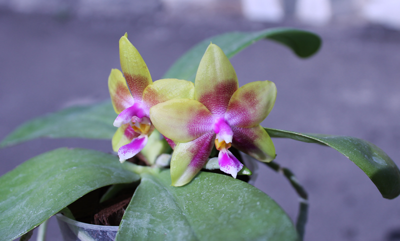 Phalaenopsis Ld's Bear Queen x Chang Mow Evergreen.jpg