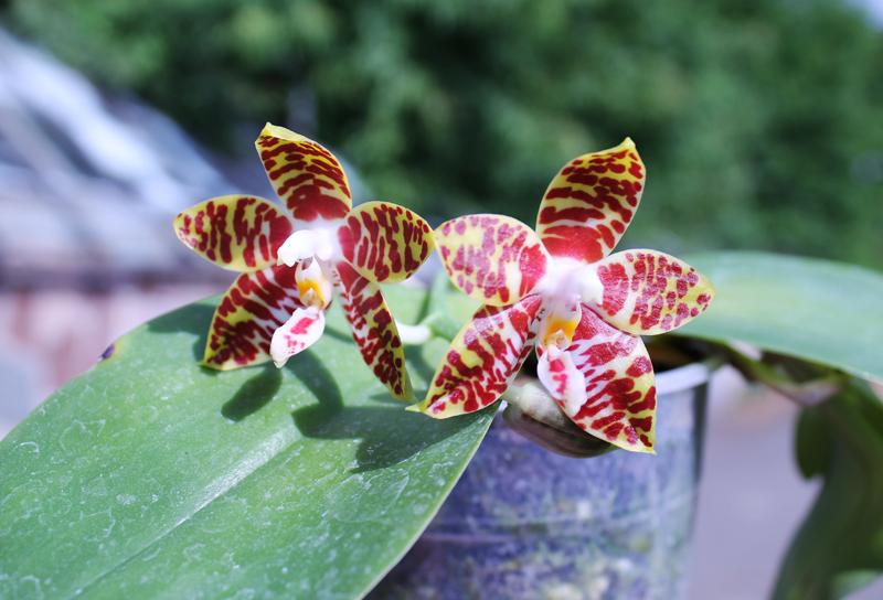 Phalaenopsis amboinensis red spot type.jpg