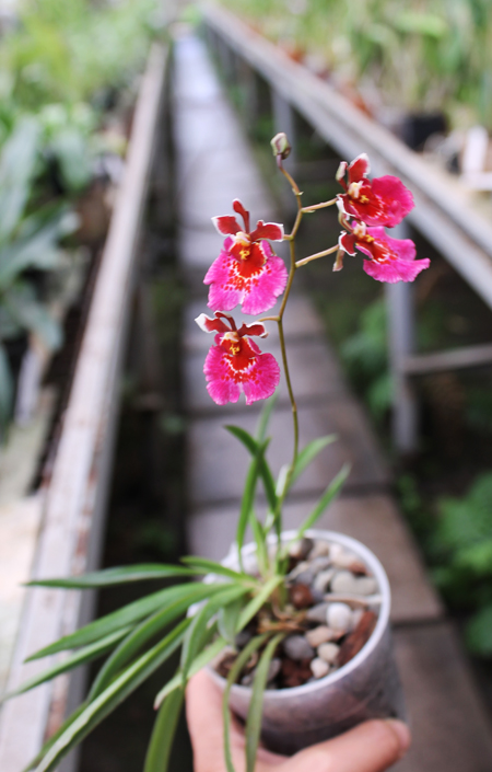 Tolumnia Jairak Rainbow 'Charming'.jpg