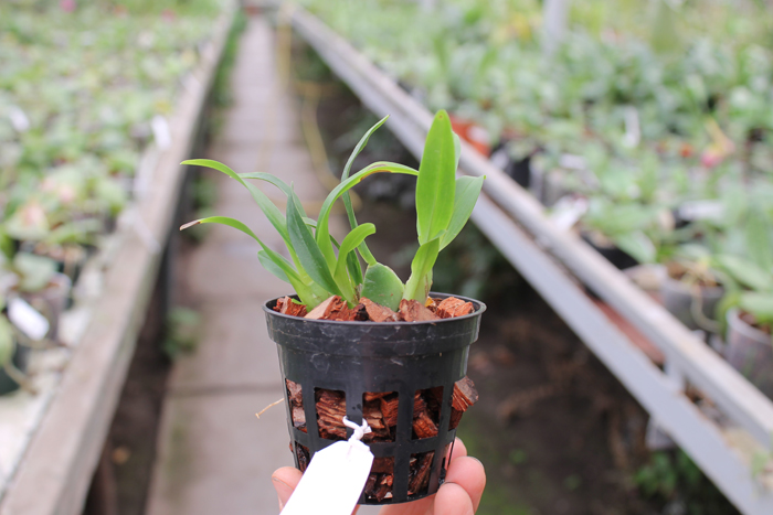 Oncidium cheirophorum.jpg