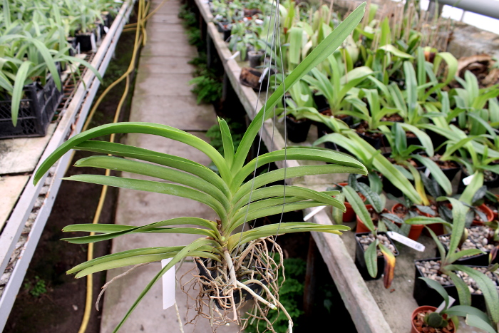 Ascocenda Kultana Gold Spot x Tubtim Velvet.JPG