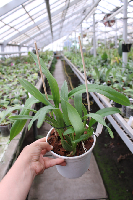 Brassia verrucosa.jpg