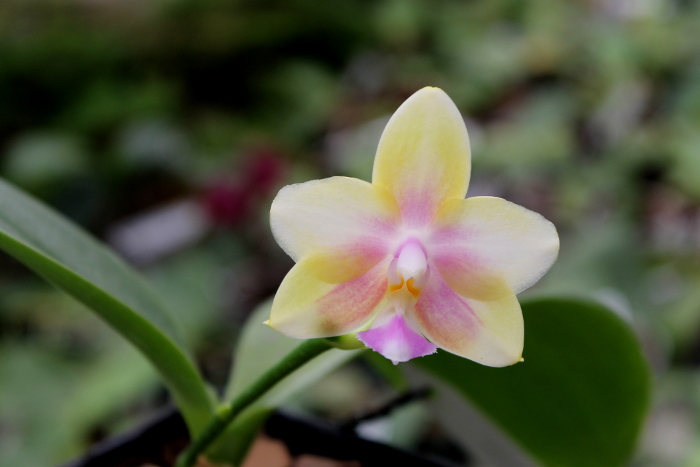 Phalaenopsis Tzu Chiang Chrisna x Phalaenopsis LD's Bear Queen.JPG