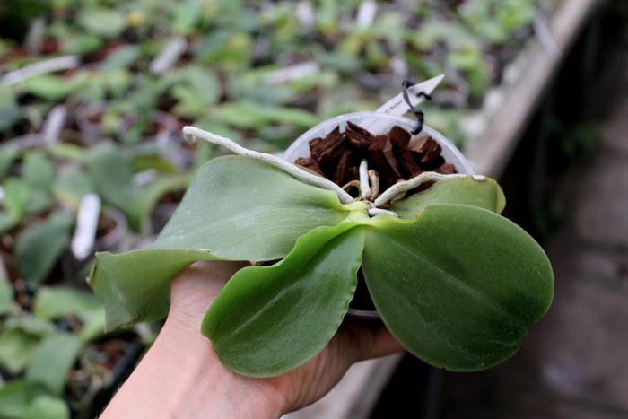 Phalaenopsis Princess Kaiulani 'Chin Yo'.JPG