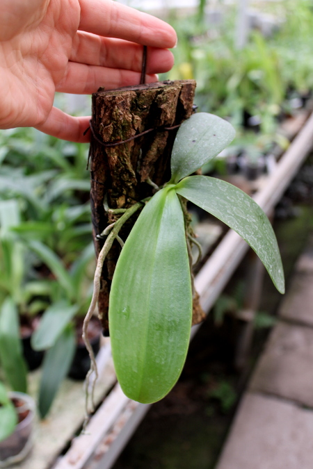 Phalaenopsis Tzu Chiang Chrisna.JPG