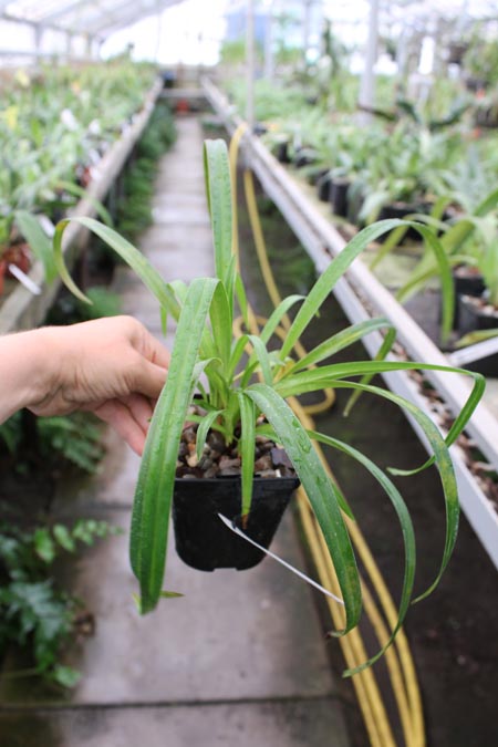 Phragmipedium Memoria Garren Weaver.jpg