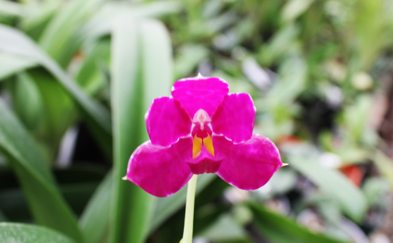 Phalaenopsis pulchra.jpg