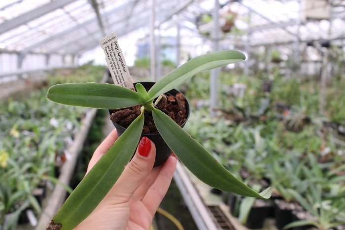 Angraecum longicalcar.JPG