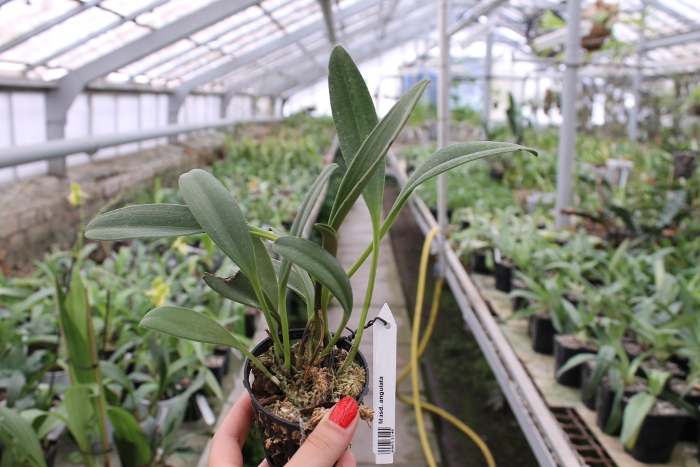 Masdevallia angulata.JPG