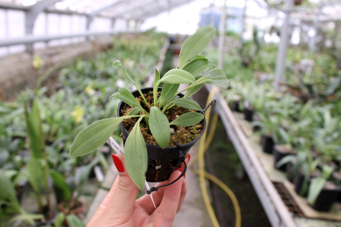 Masdevallia hirtzii.JPG