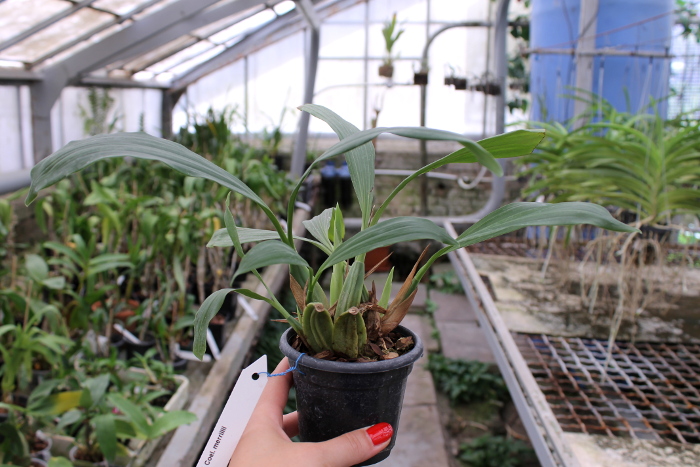 Coelogyne merrillii.JPG