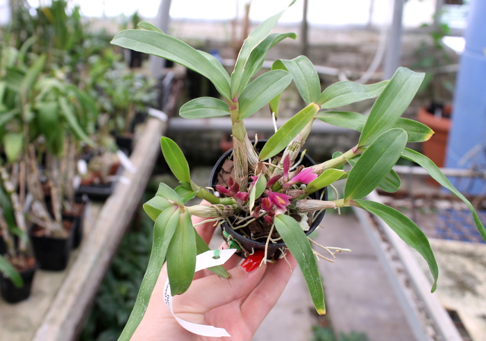 Dendrobium Hibiki (laevifolium x bracteosum).JPG