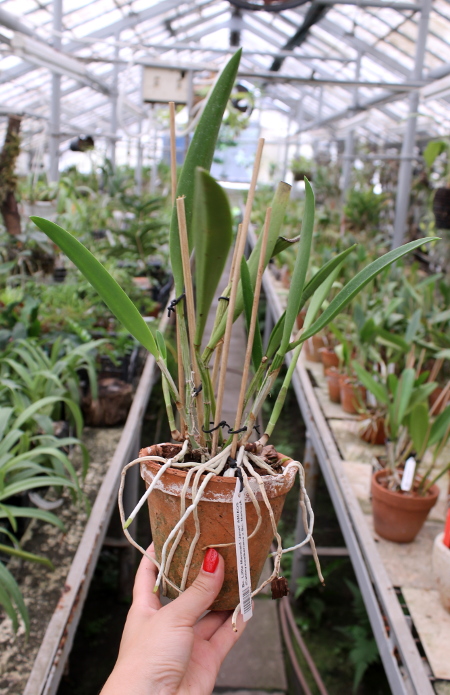 Brassocattleya Little Marmaid 'Janet'.JPG