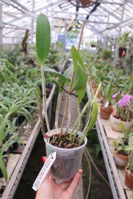 Brassocattleya Angel Lace 'Perfection' (Cattleya Little Angel x Brassavola digbyana).JPG