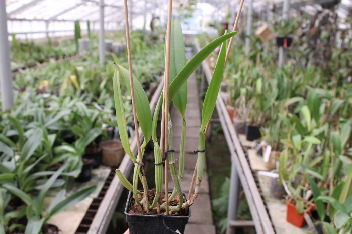 Cattleya lueddemanniana coerulea (Siquesique x Amparo) x Cattleya lueddemanniana tipo escura 'Guacamuco'.JPG