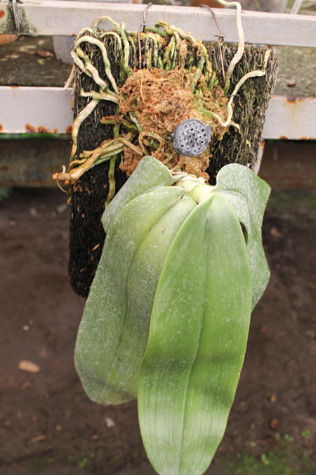Phalaenopsis gigantea.jpg