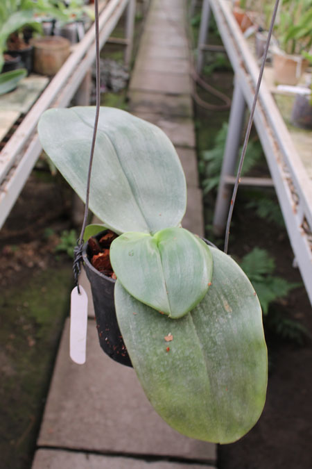 Phalaenopsis Yuanshan Girl.jpg