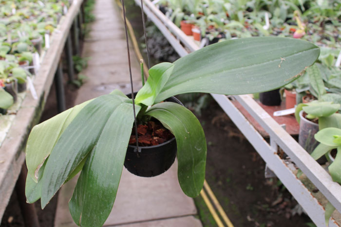 Phalaenopsis David Lim.jpg