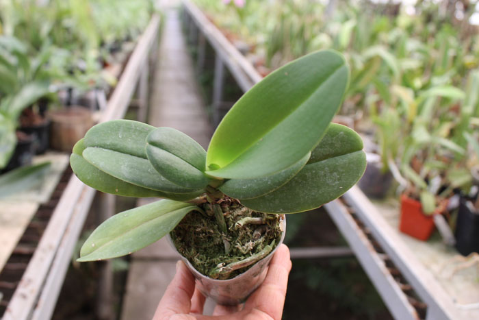 Doritaenopsis Lius Sakura.jpg