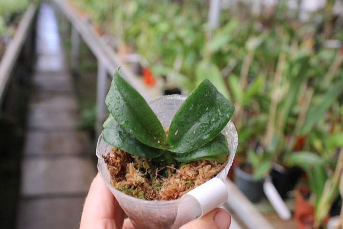 Asconopsis Irene Dobkin 'Elmhurst'.JPG